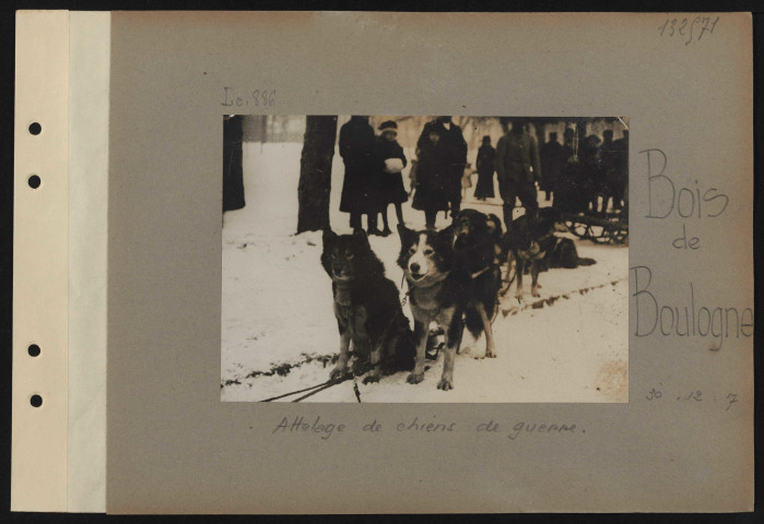 Bois de Boulogne. Attelage de chiens de guerre