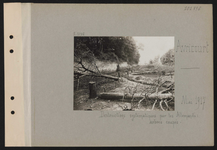 Avricourt. Destructions systématiques par les Allemands : arbres coupés