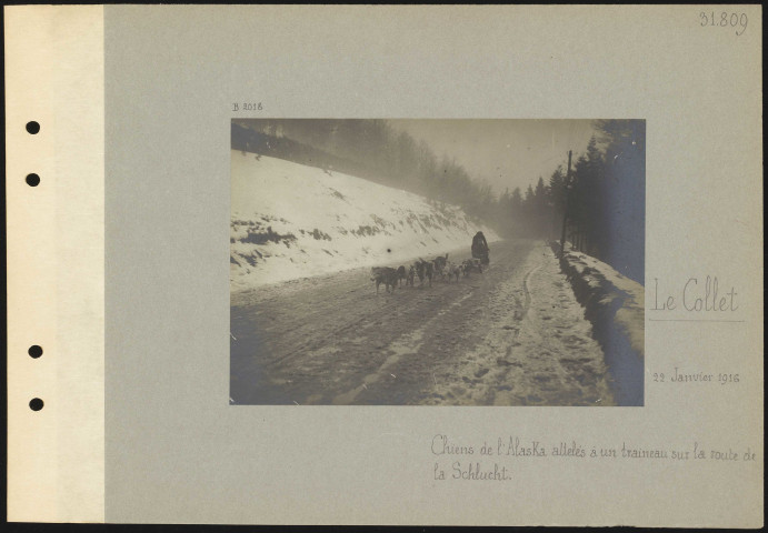 Le Collet. Chiens de l'Alaska attelés à un traîneau sur la route de la Schlucht