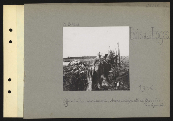 Bois des Loges. Effets du bombardement ; arbres déchiquetés et tranchée bouleversée