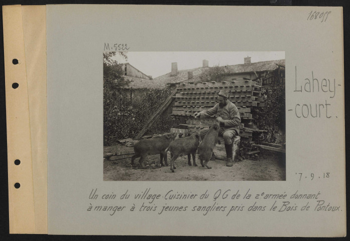 Laheycourt. Un coin du village. Cuisinier du QG de la 2e armée donnant à manger à trois jeunes sangliers pris dans le bois de Pontoux