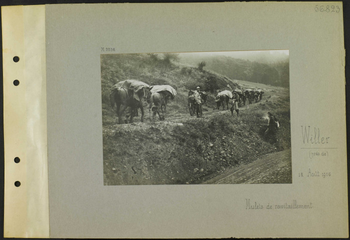 Willer (Près de). Mulets de ravitaillement