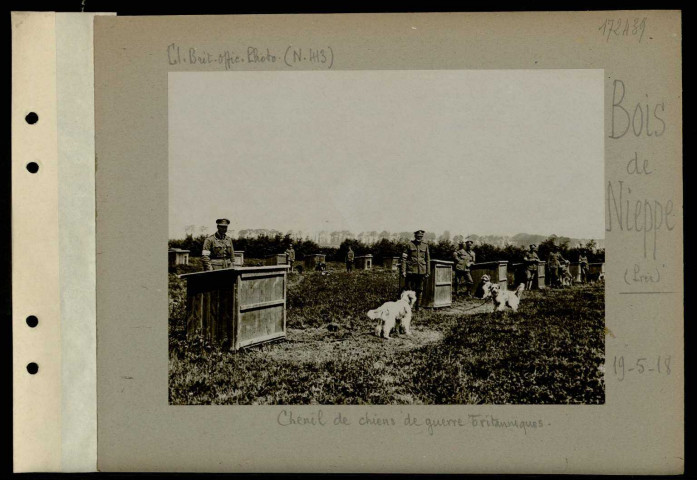 Bois de Nieppe (Près). Exercices de liaison par chiens. Chien de liaison britannique qui vient d'apporter à son maître - après avoir traversé le canal - le message dont il était chargé