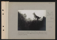 Bailly (près). Chien de guerre : "Poilu", chien de liaison, effectuant une liaison entre la batterie de Toillepier en forêt de Laigue et le PC du Chef de bataillon à Bailly