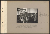 Garches. Annexe de l'Institut Pasteur. Fabrication des sérums. Saignée du cheval (troisième temps)