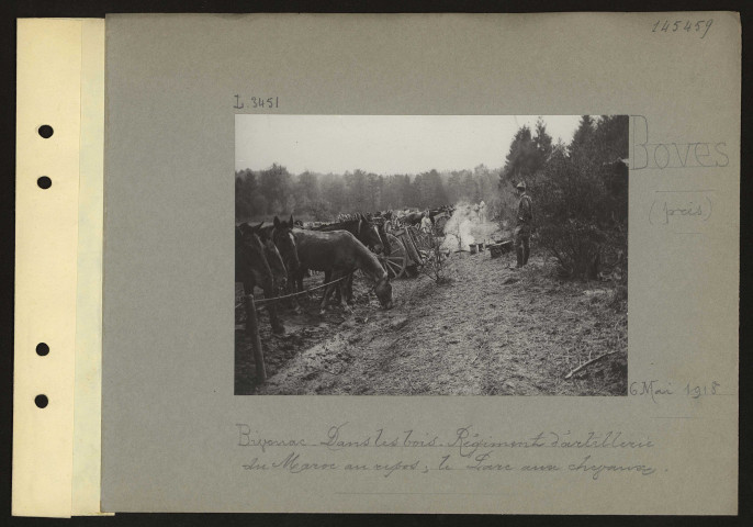 Boves (près). Bivouac. Dans les bois. Régiment d'artillerie du Maroc au repos ; le parc aux chevaux
