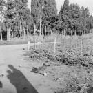 Reportage sur le domaine de la Trappe, propriété nationalisée de la famille Borgeaud à Staouëli, près d'Alger (suite). 6