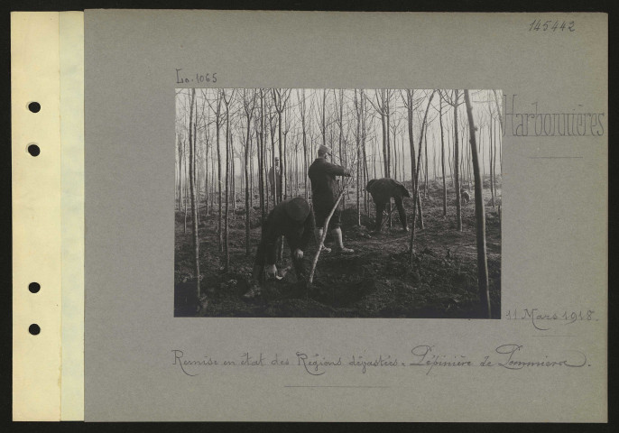 Harbonnières. Remise en état des régions dévastées : pépinière de pommiers