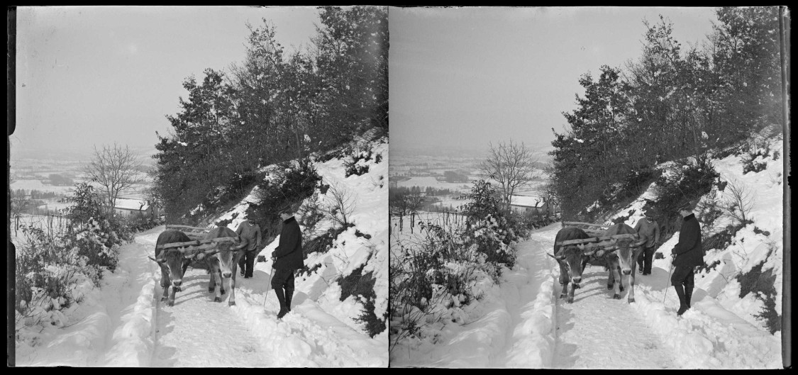 Photo de deux vaches attelées à une charrette marchant sur un chemin enneigé à côté de deux hommes. Tout le paysage est enneigé.