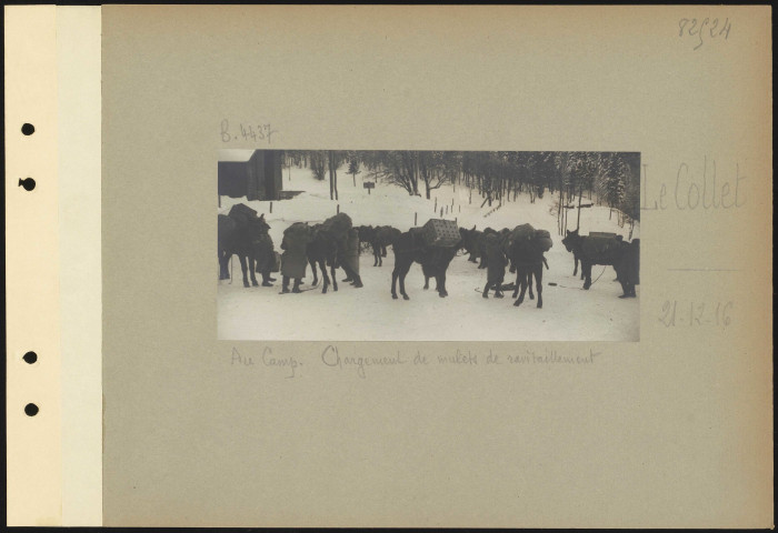 Le Collet. Au camp. Chargement de mulets de ravitaillement