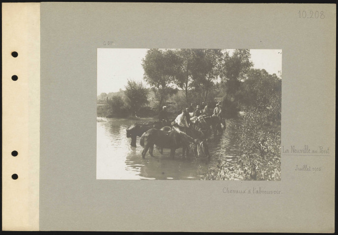 La Neuville-au-Pont. Chevaux à l'abreuvoir