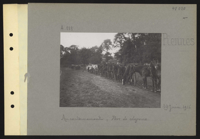 Piennes. Au cantonnement ; parc de chevaux
