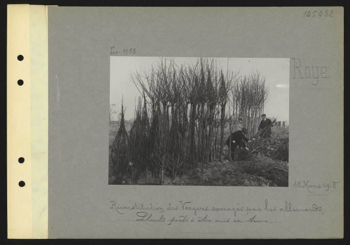 Roye. Reconstitution des vergers saccagés par les Allemands ; plants prêts à être mis en terre