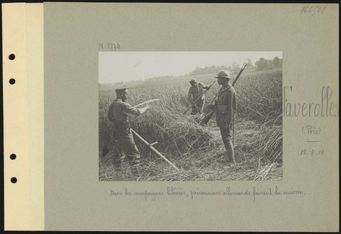 Faverolles (près). Dans les campagnes libérées, soldats faisant la moisson