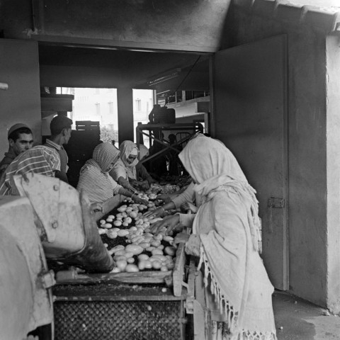 Zéralda. Coopérative agricole