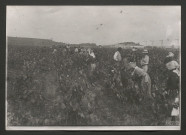 Viticulture dans l'Hérault