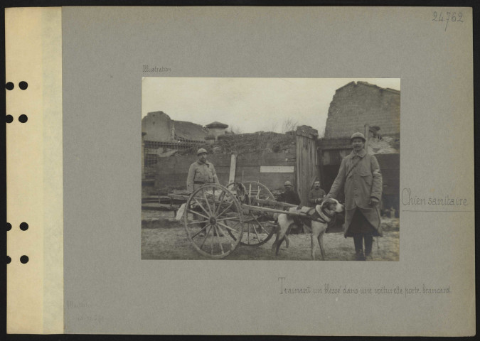 [S.l.]. Chien sanitaire trainant un blessé dans une voiturette porte-brancard