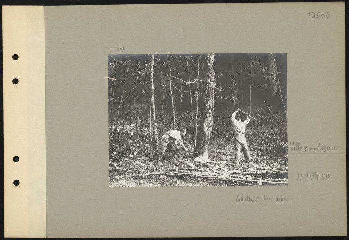 Villers-en-Argonne. Abattage d'un arbre