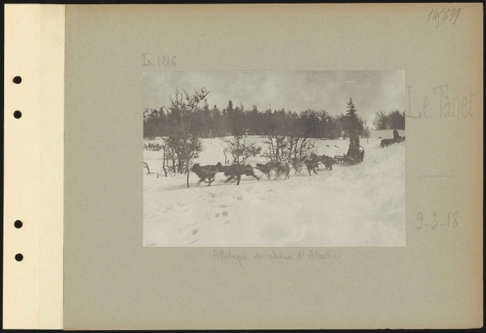 Le Tanet. Attelage de chiens d'Alaska