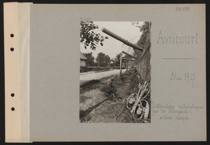 Avricourt. Destructions systématiques par les Allemands : arbres coupés