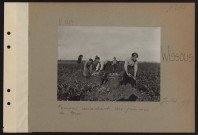 Wissous. Femmes arrachant des pommes de terre