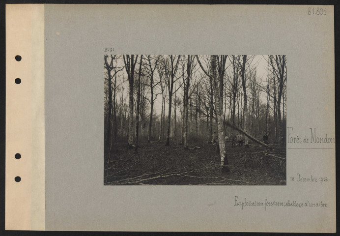 Forêt de Mondon. Exploitation forestière ; abattage d'un arbre