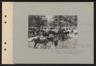 Montmacq. Le château : dans le parc, chevaux d'un échelon d'artillerie anglaise