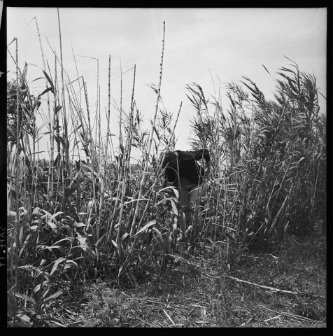 Reportage sur les comités de gestion de Cherchell et en particulier le travail de paysans