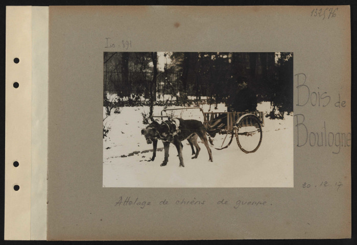 Bois de Boulogne. Attelage de chiens de guerre