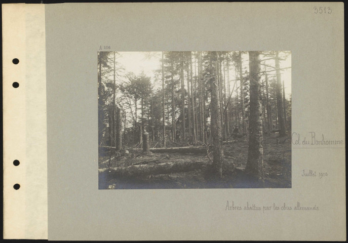 Col du Bonhomme. Arbres abattus par les obus allemands