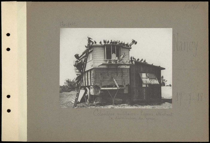 Nancy. Colombier militaire. Pigeons attendant la distribution du grain