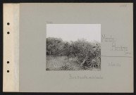 Monchy-Humières (près de). Pièce de 75 camouflée avec des branches