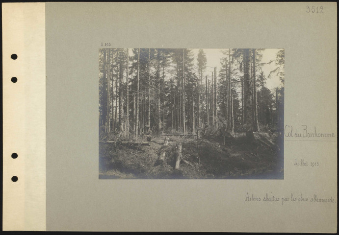 Col du Bonhomme. Arbres abattus par les obus allemands
