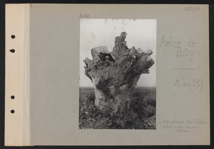 Arbre de Bitry. Observatoire d'artillerie : (arbre a été creusé à l'intérieur)